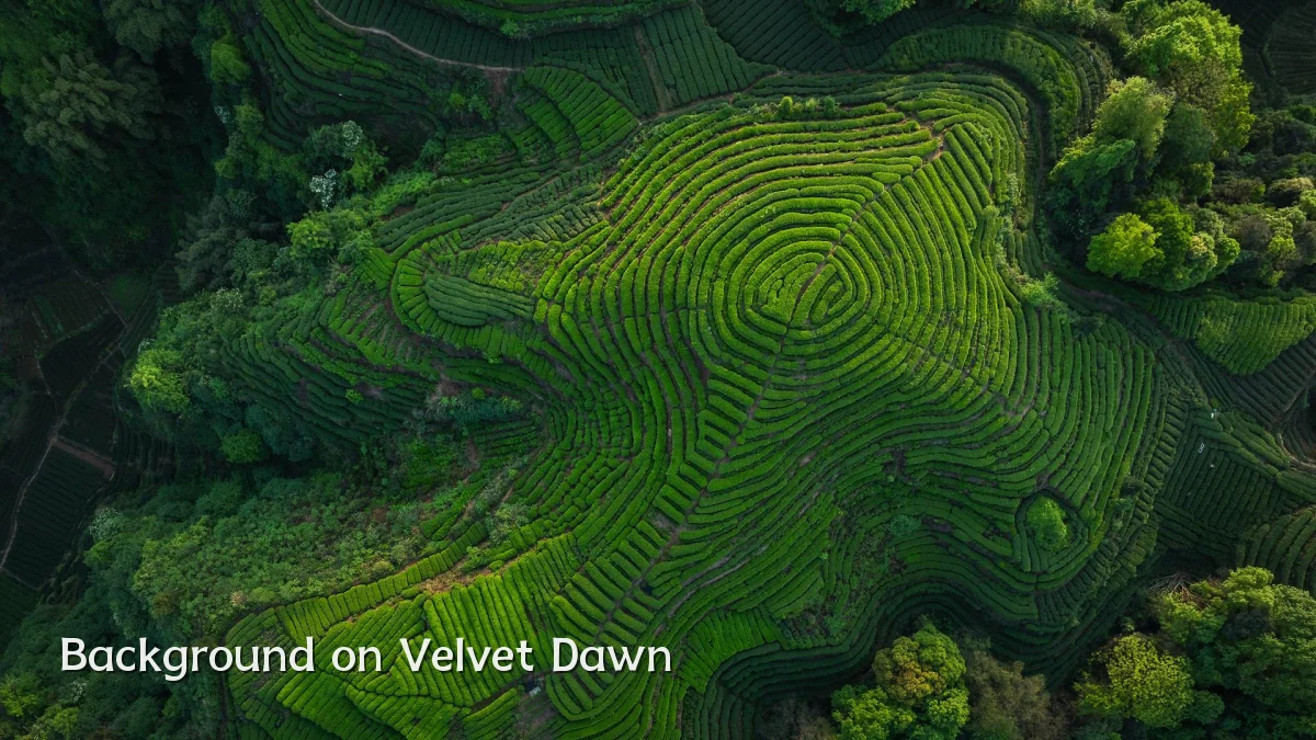 Background on Velvet Dawn