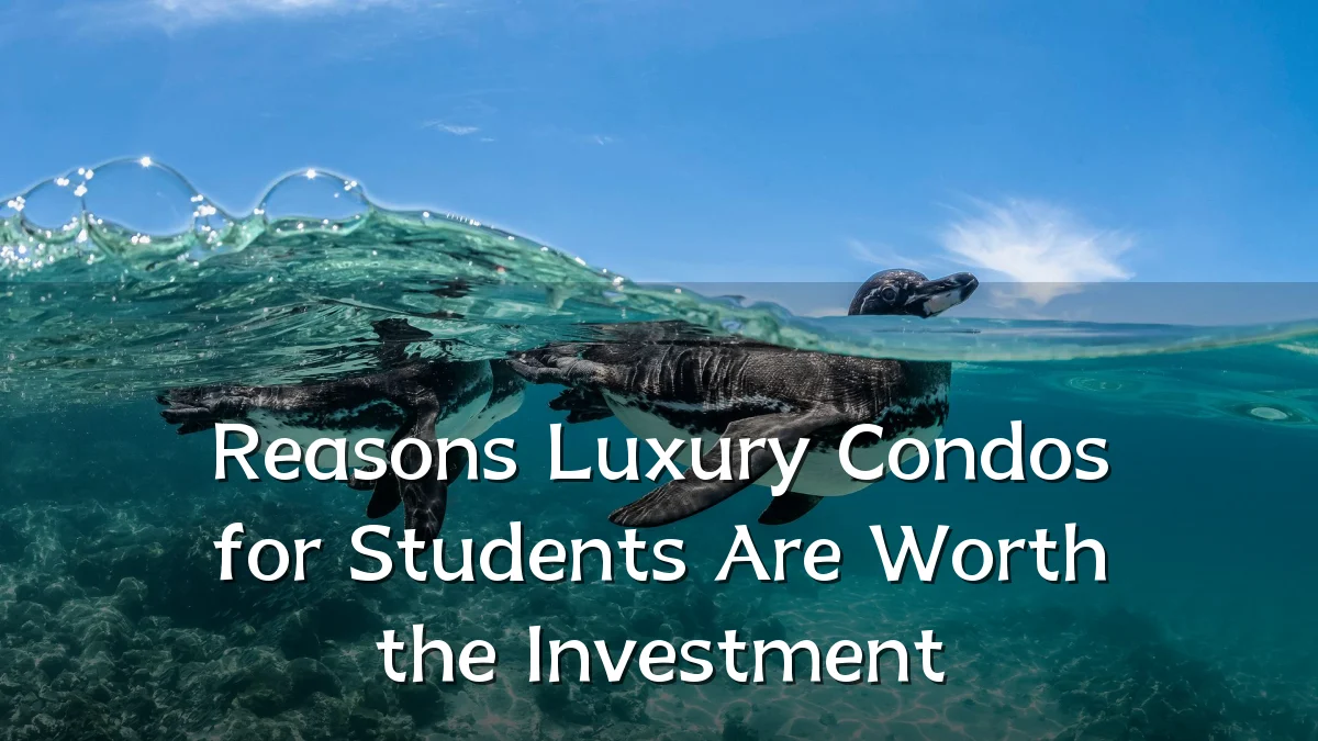 Reasons Luxury Condos for Students Are Worth the Investment